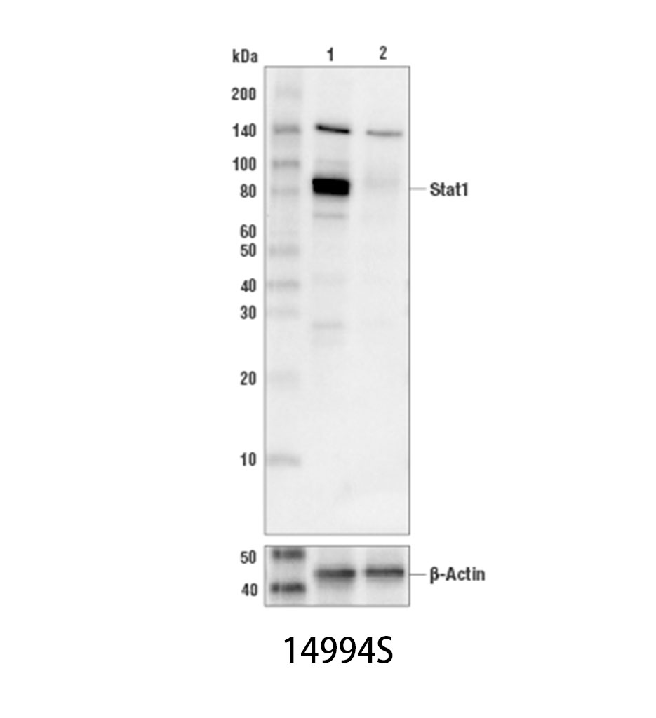 Stat1 (D1K9Y) Rabbit mAb