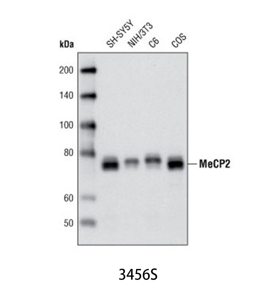 MeCP2 (D4F3) XP Rabbit mAb