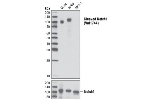 Cleaved Notch1 (Val1744) (D3B8) Rabbit mAb