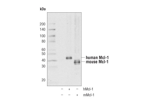 Mcl-1 (D2W9E) Rabbit mAb