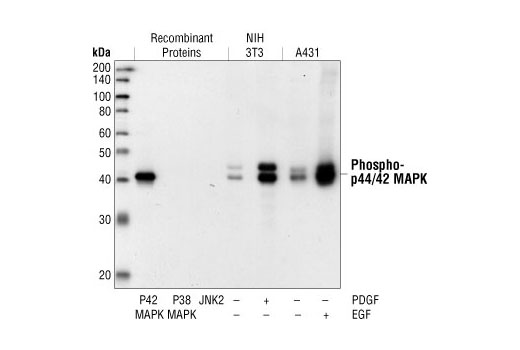 Phospho-p44/42 MAPK (Erk1/2) (Thr202/Tyr204) (20G11) Rabbit mAb