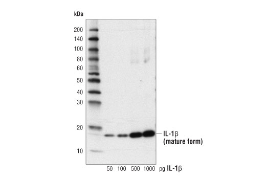Cleaved-IL-1β (Asp116) (D3A3Z) Rabbit mAb