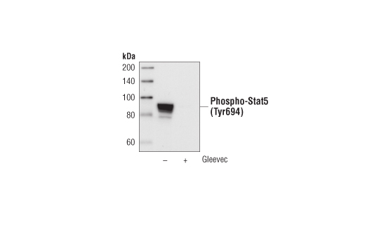 Phospho-Stat5 (Tyr694) (C11C5) Rabbit mAb