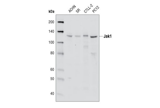 Jak1 (6G4) Rabbit mAb