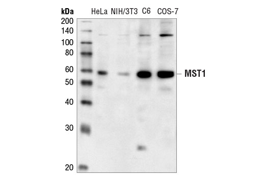 MST1 Antibody