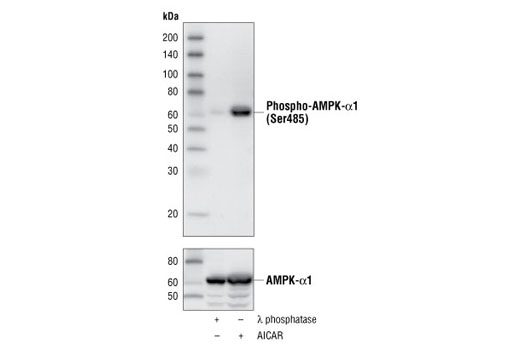 Phospho-AMPKα1 (Ser485) (45F5) Rabbit mAb