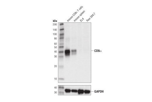 CD8α (D4W2Z) XP Rabbit mAb (Mouse Specific)