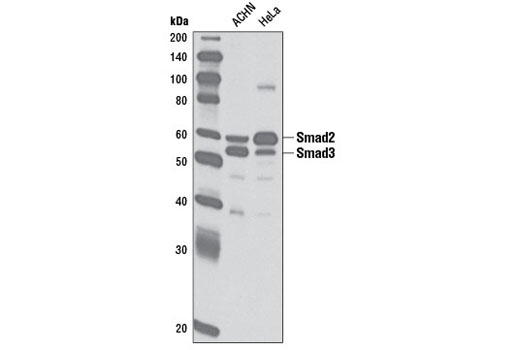 Smad2/3 Antibody