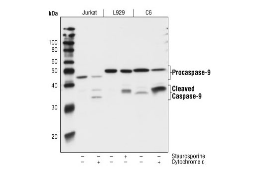 Caspase-9 (C9) Mouse mAb