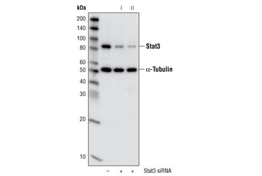 Stat Antibody Sampler Kit