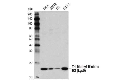 Tri-Methyl-Histone H3 (Lys9) (D4W1U) Rabbit mAb