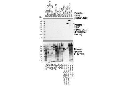 Phospho-HER2/ErbB2 (Tyr1221/1222) (6B12) Rabbit mAb