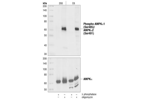 Phospho-AMPKα1 (Ser485)/AMPKα2 (Ser491) Antibody