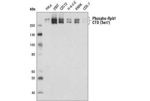 Phospho-Rpb1 CTD (Ser7) (E2B6W) Rabbit mAb