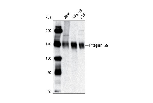 Integrin α5 Antibody