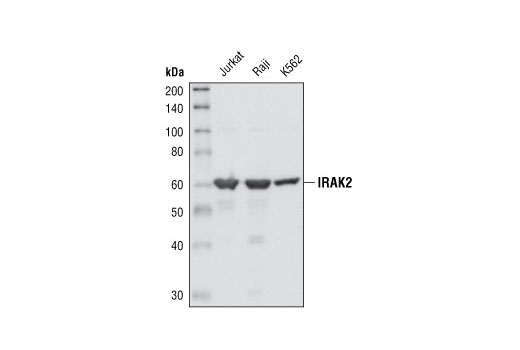 IRAK2 Antibody