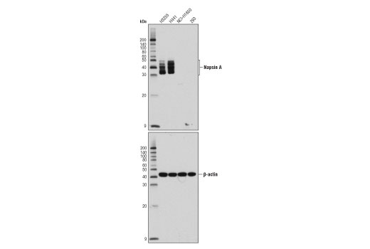 Napsin A (D5P6G) XP Rabbit mAb