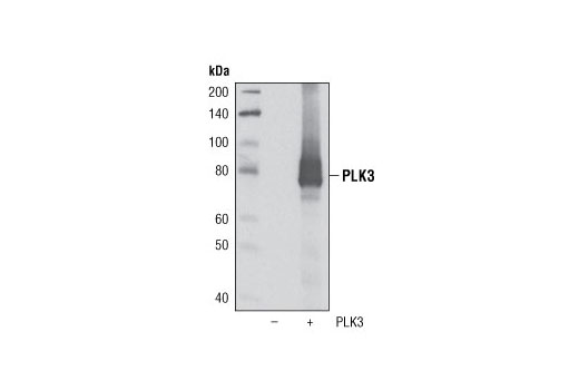PLK3 (D14F12) Rabbit mAb