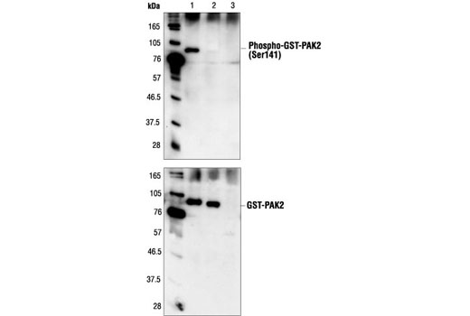 Phospho-PAK1 (Ser144)/PAK2 (Ser141) Antibody