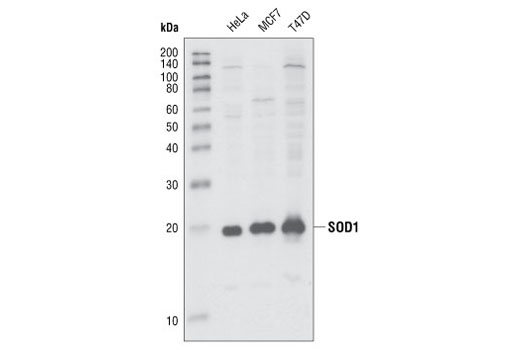 SOD1 Antibody