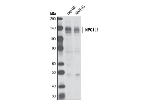 NPC1L1 Antibody