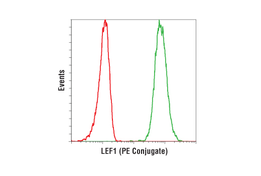LEF1 (C12A5) Rabbit mAb (PE Conjugate)
