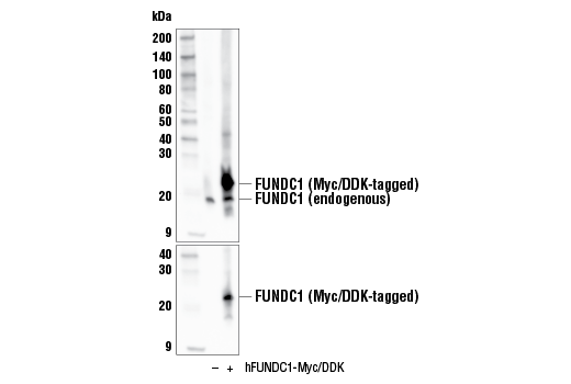 FUNDC1 (E2F4T) Rabbit mAb