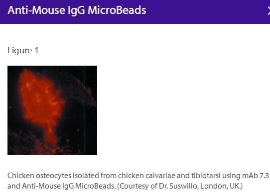 Anti-Mouse  IgG(H+L)-Microbeads, 2 ml