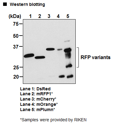 Anti-RFP mAb HRP-DirecT