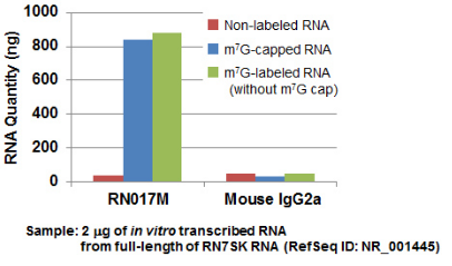 Anti-7-methylguanosine (m7G) mAb