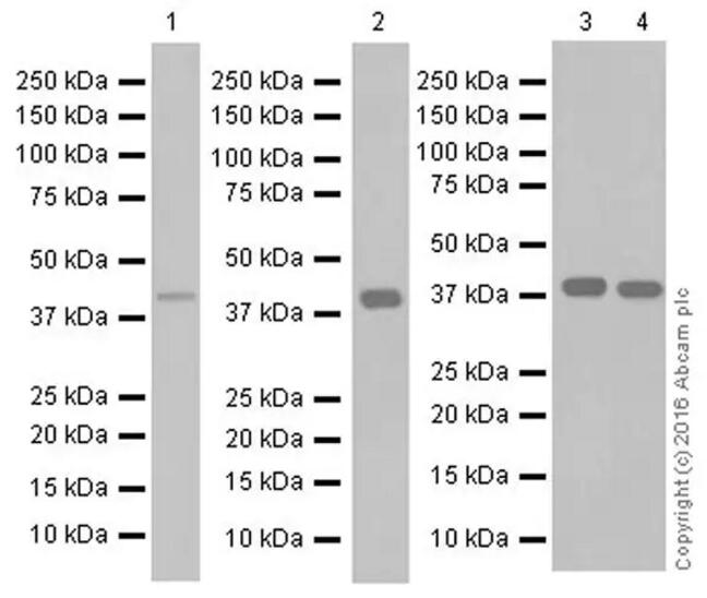 Anti-CCR2抗体[EPR19698]