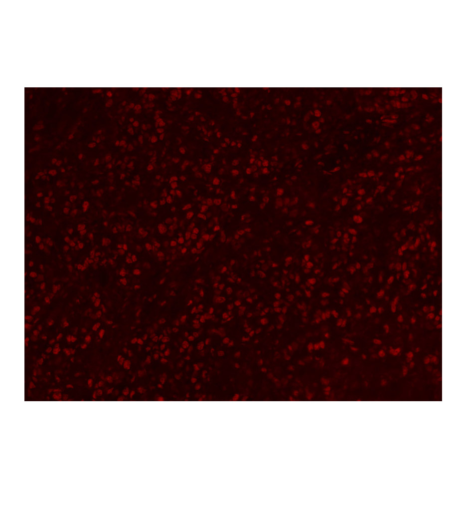 Alexa Fluor 555标记的羊抗兔IgG H&amp;L