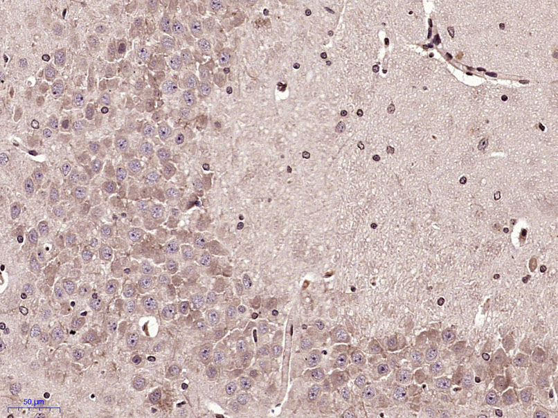 单核细胞趋化蛋白3抗体