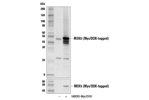 MEK5 Antibody
