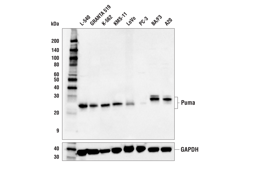 Puma (E2P7G) Rabbit mAb