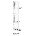 Phospho-STING (Ser366) (E9A9K) Rabbit mAb