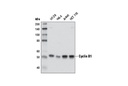 Cell Cycle Regulation Antibody Sampler Kit II