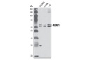 KEAP1 (P586) Antibody