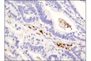 CD45RO (UCHL1) Mouse mAb (IHC Specific)
