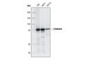γ-Catenin Antibody