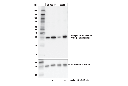 Phospho-S6 Ribosomal Protein (Ser235/236) (E2R1O) Mouse mAb