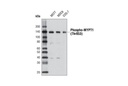 Phospho-MYPT1 (Thr853) Antibody