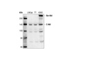 c-Abl Antibody