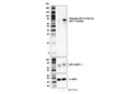 Phospho-SAPK/JNK Pathway Antibody Sampler Kit