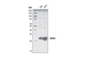 GPX1 Antibody