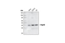 HSP40 Antibody