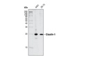 Claudin-1 Antibody