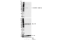 Phospho-Beclin-1 (Ser30) Antibody