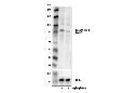 Phospho-HNF1α (Ser247) Antibody