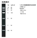 6kb  Plus DNA分子量标准